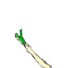 ネギ