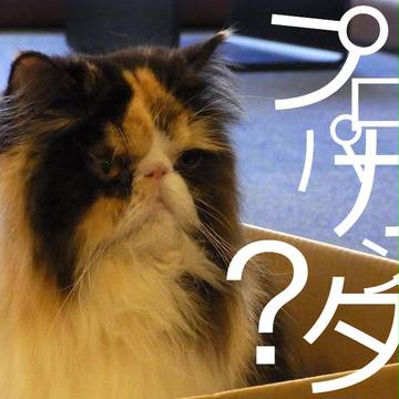 猫はプロパガンダを理解できない