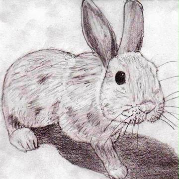 実家で飼ってるウサギ