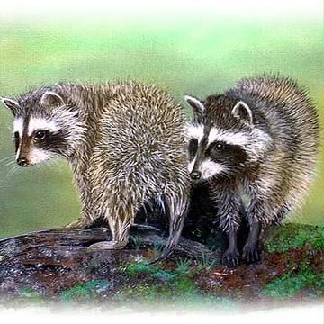アライグマの兄弟