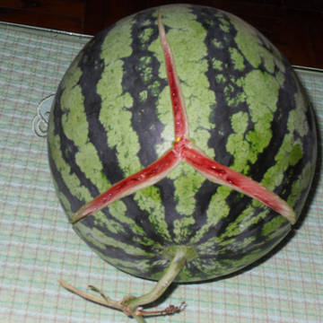 囧了的西瓜