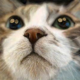 ねこ＃２