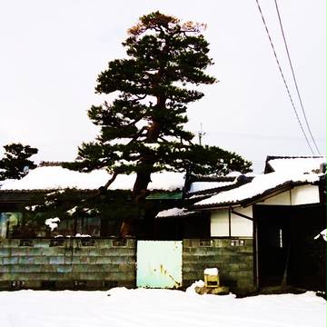 松