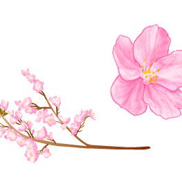 桜