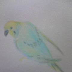 鳥