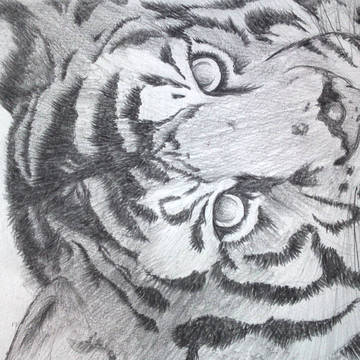 虎