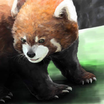 レッサーパンダちゃん
