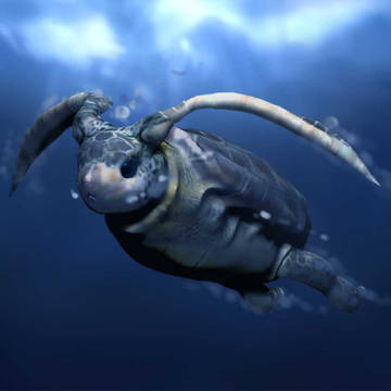 ウサカメ