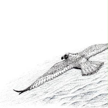 オオセグロカモメ