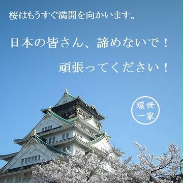 桜はもうすぐ満開を向かいます、日本の皆さん、頑張ってください！
