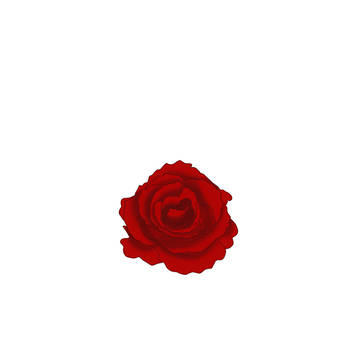 薔薇