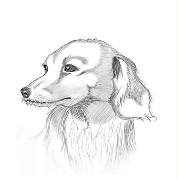 犬