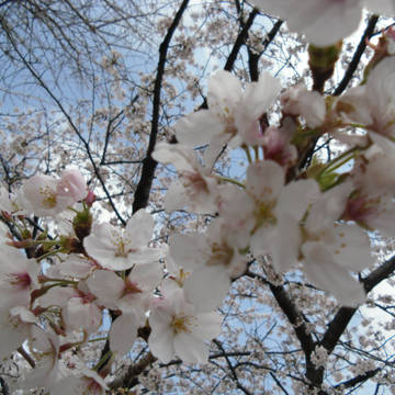 桜