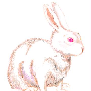 うさぎ