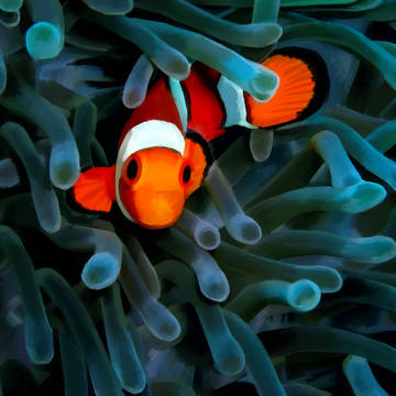 小丑魚