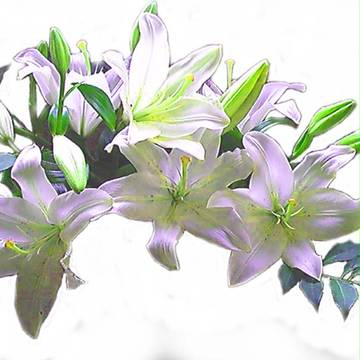 百合の花