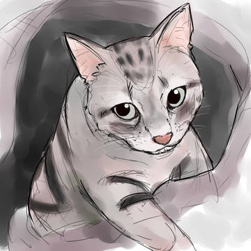 ぬこ