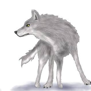 オオカミ？