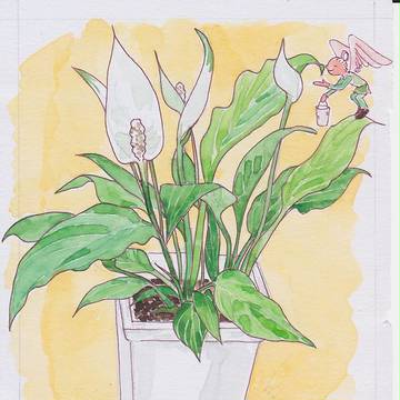スパティフィラムの鉢植え