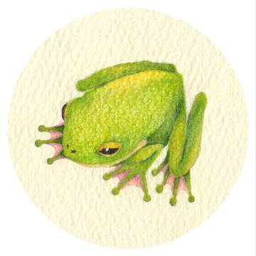 蛙