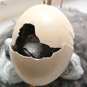 Egg Monster