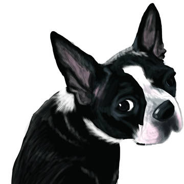 ボストンテリアー子犬