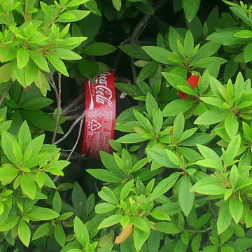 落ちてるコカ・コーラ(錯覚)