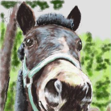 対州馬その２