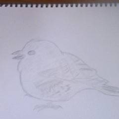 アトリ 成鳥冬羽