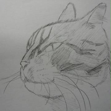 猫!