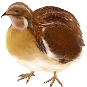ウズラ