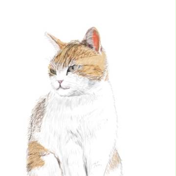 待ち猫