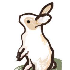 ウサギ