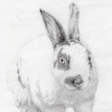 ウサギ