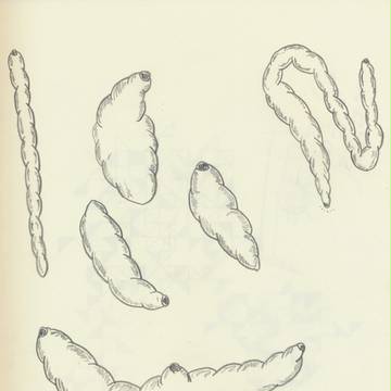 hornworm