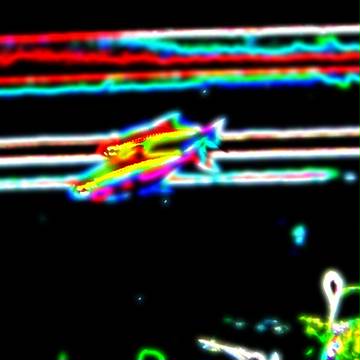 カージナルテトラ