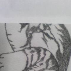 ぬこ