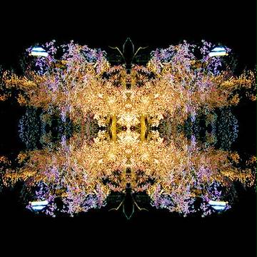 幻想　印桜