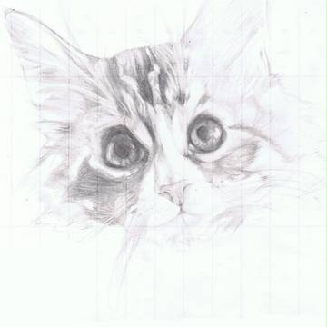 うちのねこ
