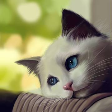 萌猫猫的幻想