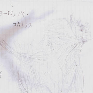 ヨーロッパコカトリス