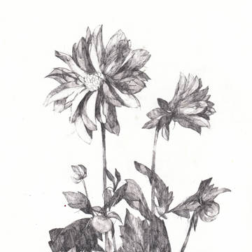 秋花