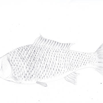 鯉