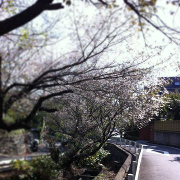 季節外れの桜