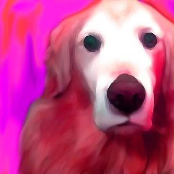 DOG in pink
