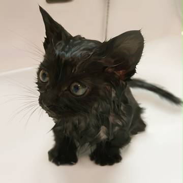 子猫