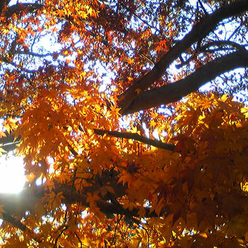 紅葉