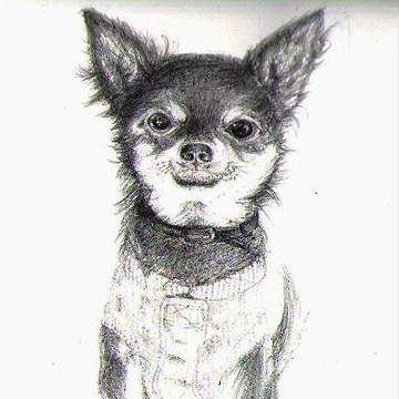 愛犬　一歳一カ月