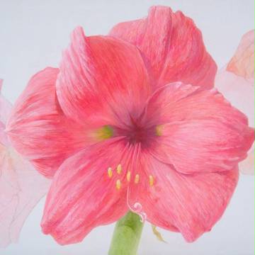 pink amaryllis
