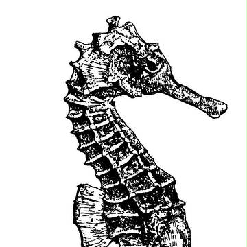 タツノオトシゴ